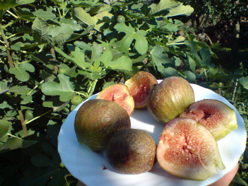 Náhled Fíkovník 'Francuesco'