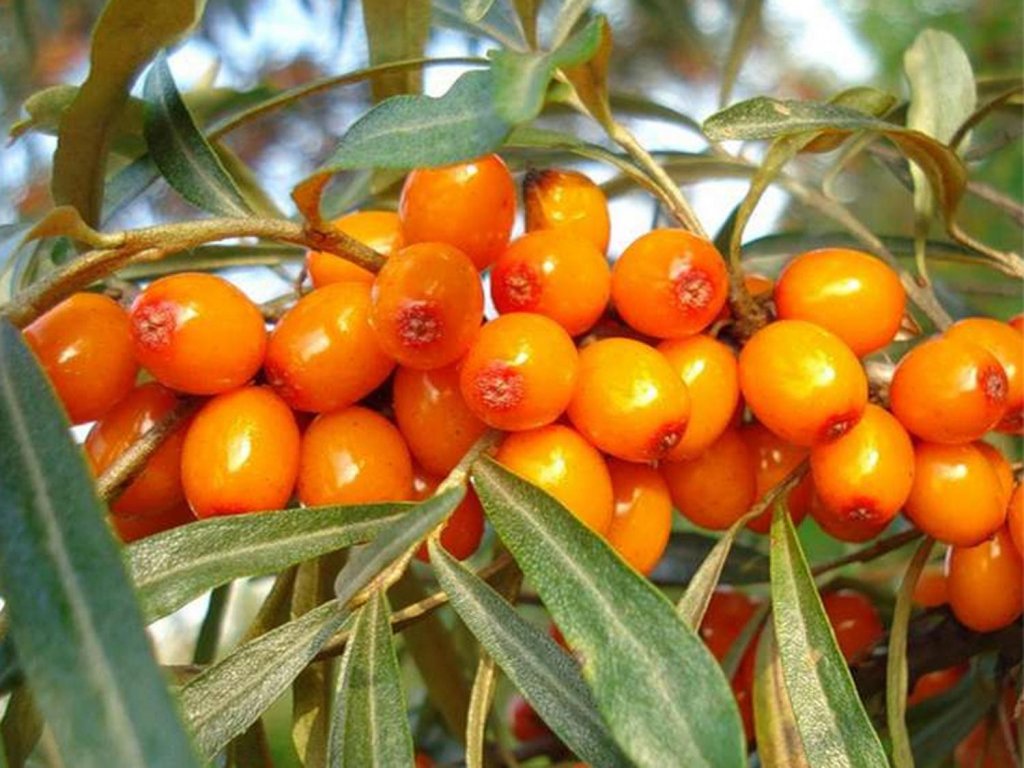 Náhled Rakytník 'Botanika'