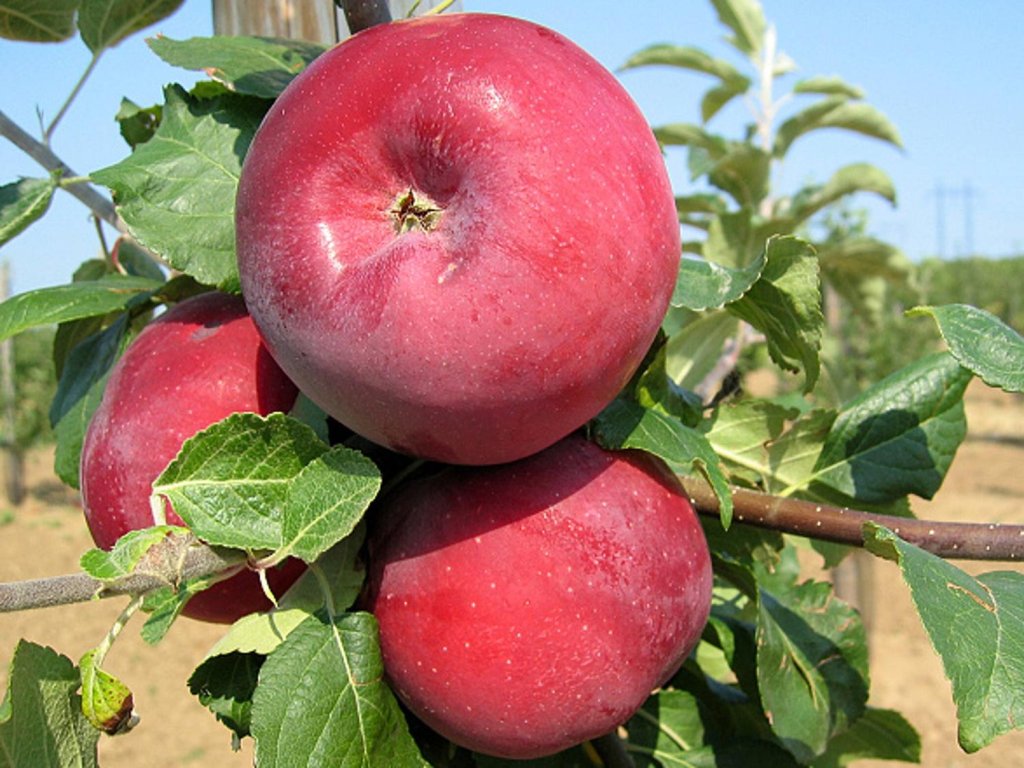 Náhled Jabloň 'Admirál'