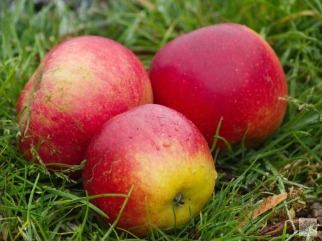 Náhled Jabloň 'Matčino'