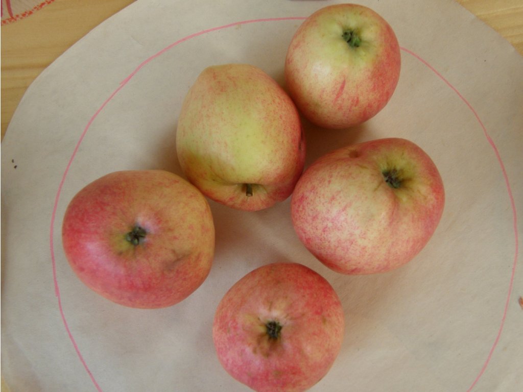 Náhled Jabloň 'Řehtáč soudkovitý'