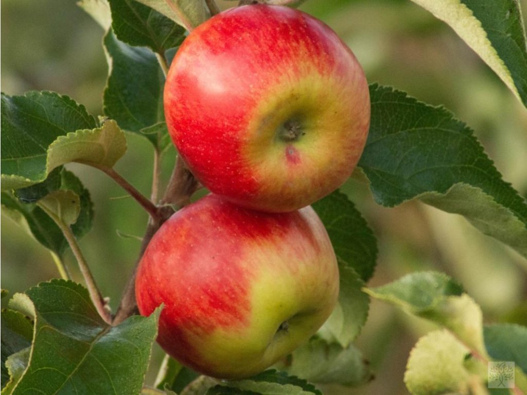 Náhled Jabloň 'Rubín'