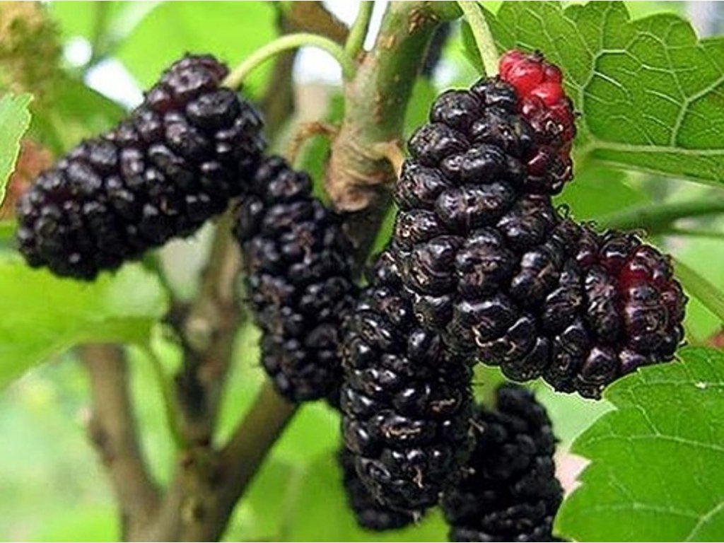 Náhled Moruše 'Illinois Everbearing'