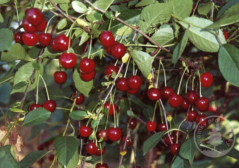 Náhled Višeň 'Favorit'