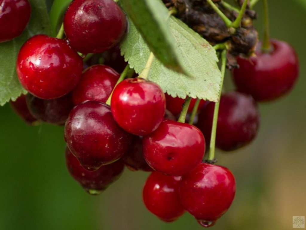 Náhled Višeň 'Morela pozdní'