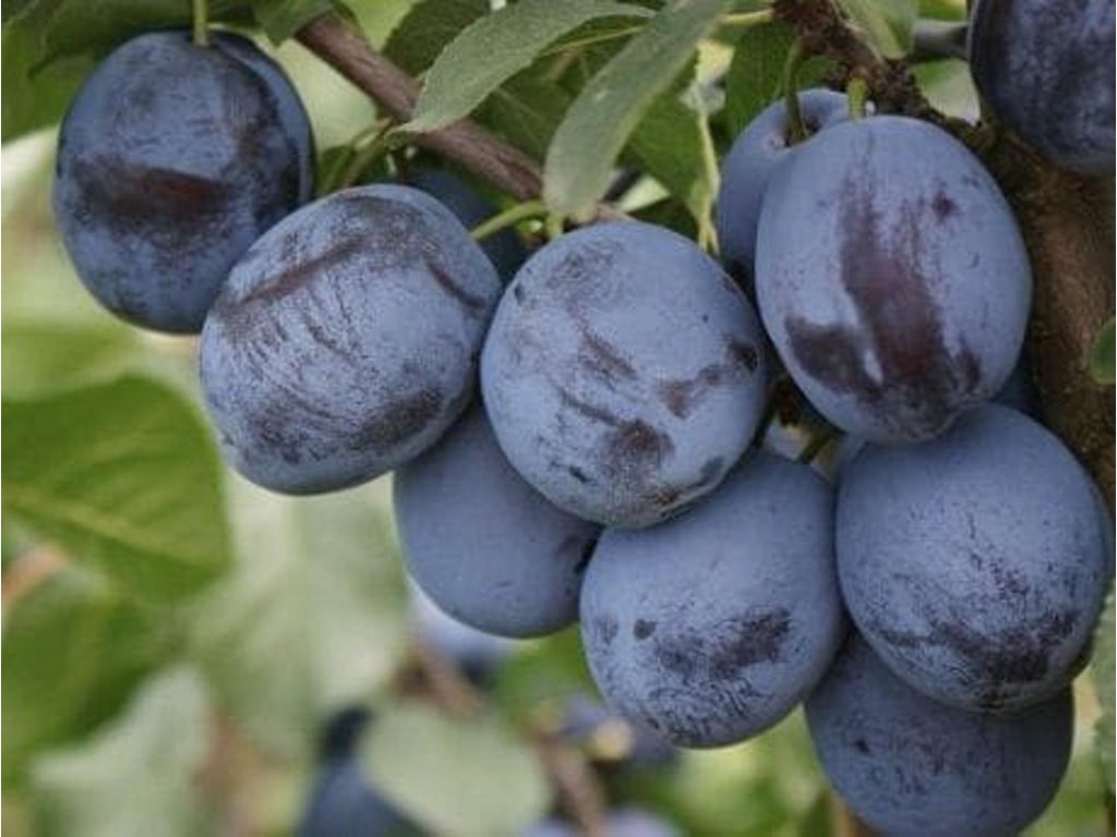 Náhled Švestka 'Čačanská lepotica'