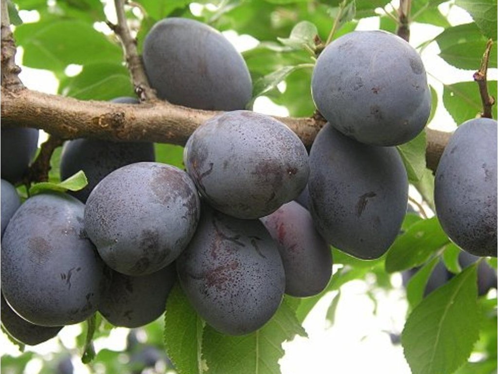 Náhled Švestka 'Jojo'