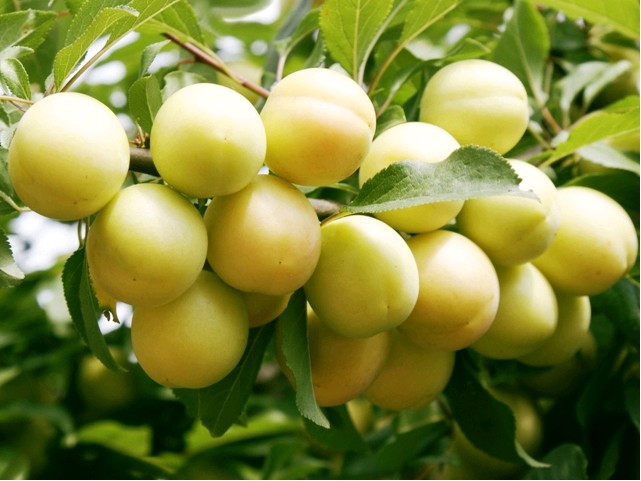 Náhled Slivoň renklóda (Ryngle) 'Oulinská'