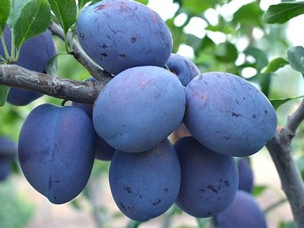 Náhled Švestka 'Toptaste'