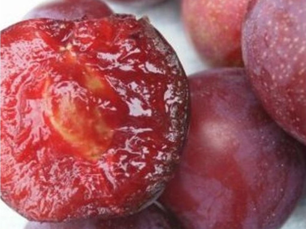 Náhled Švestkomeruňka 'Unika'