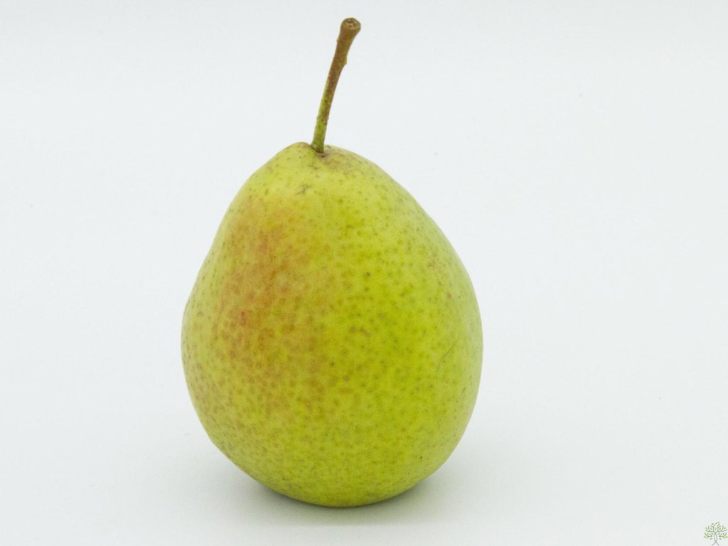 Náhled Hrušeň 'Bohemica'