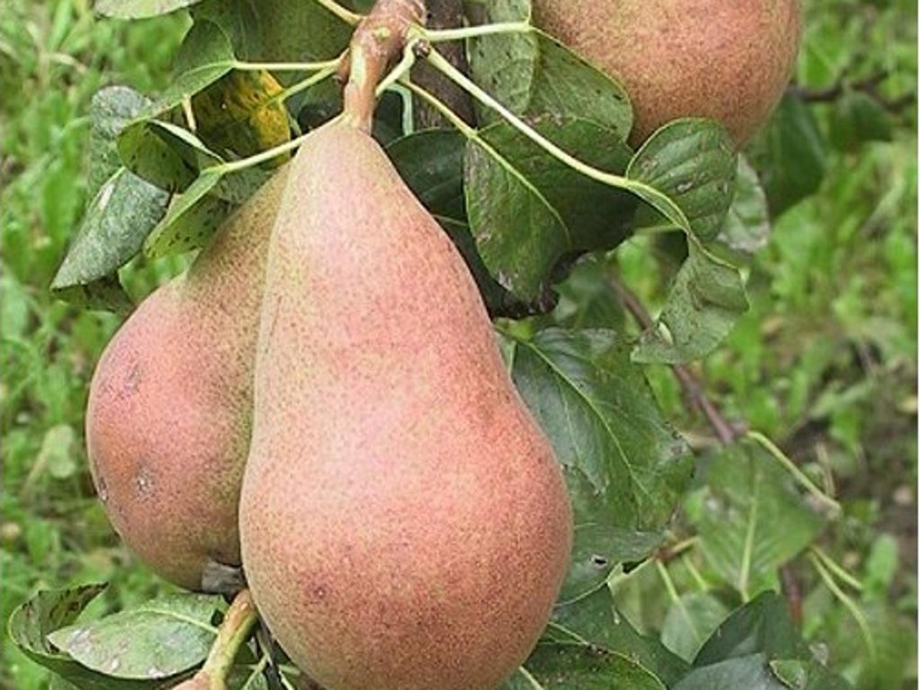 Náhled Hrušeň 'Nitra'