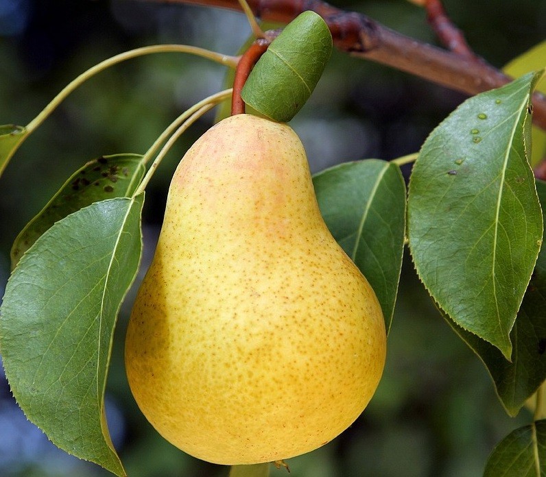 Náhled Hrušeň 'Williamsova'