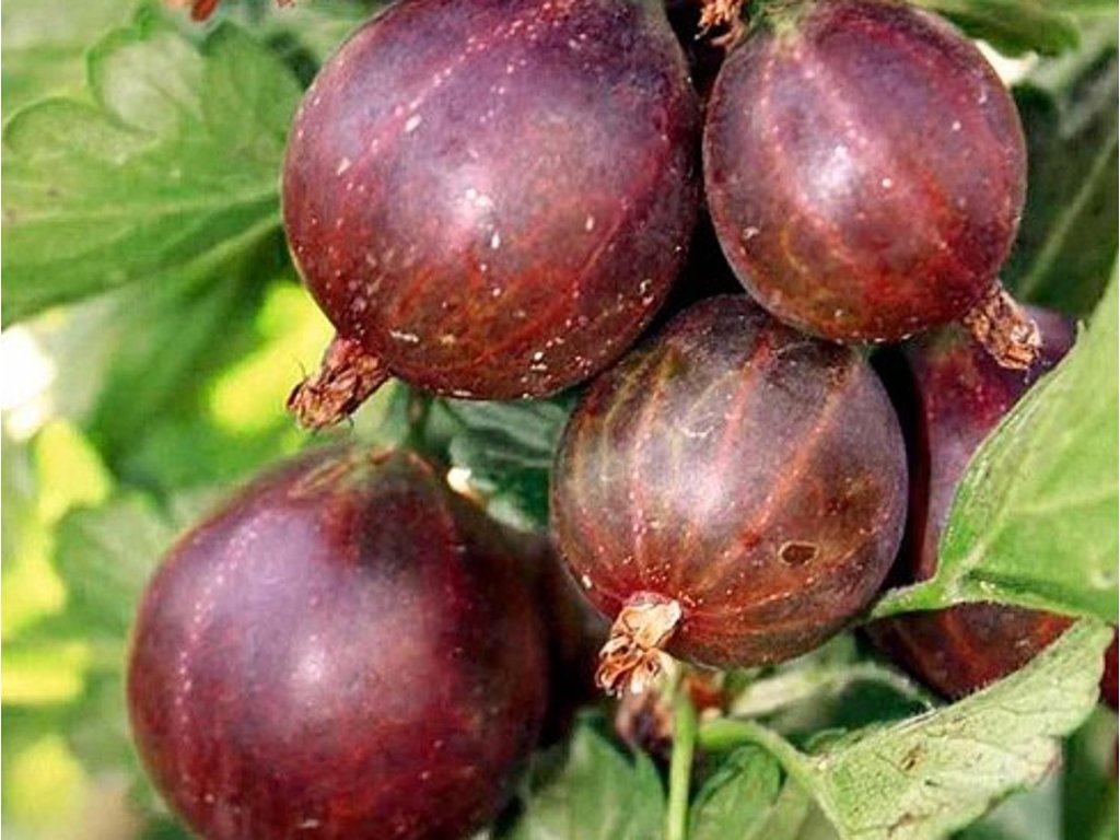 Náhled Angrešt 'Captivator'