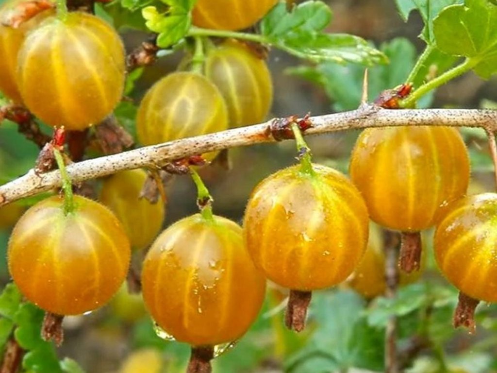 Náhled Angrešt 'Hinnonmaki Gelb'