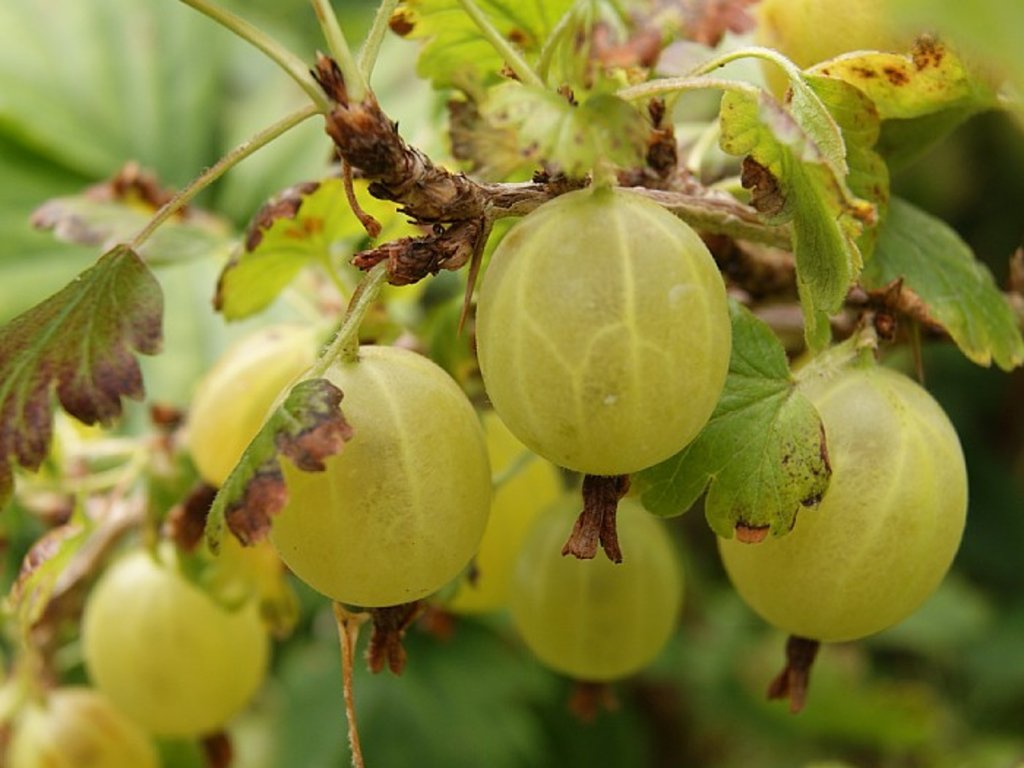 Náhled Angrešt 'Hinnonmaki Gul'