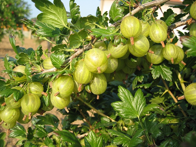 Náhled Angrešt 'Rixanta'