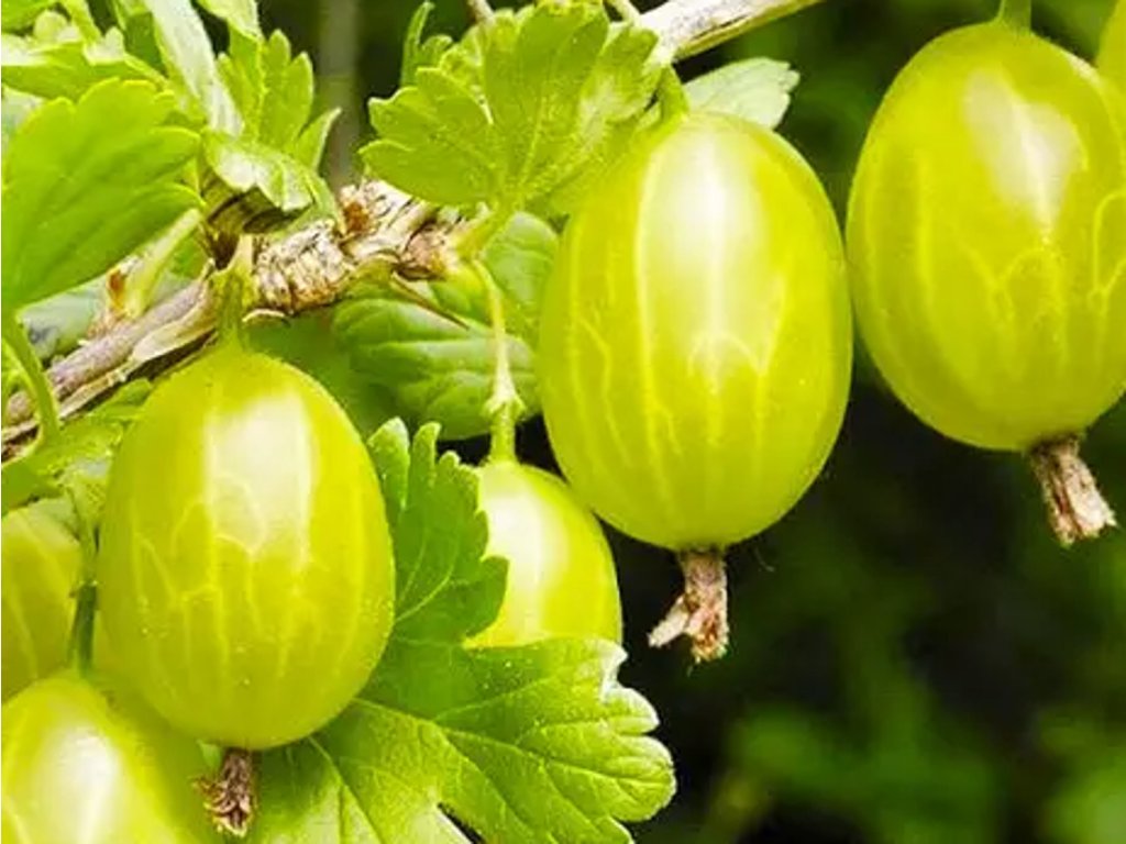 Náhled Angrešt 'Rodnik'