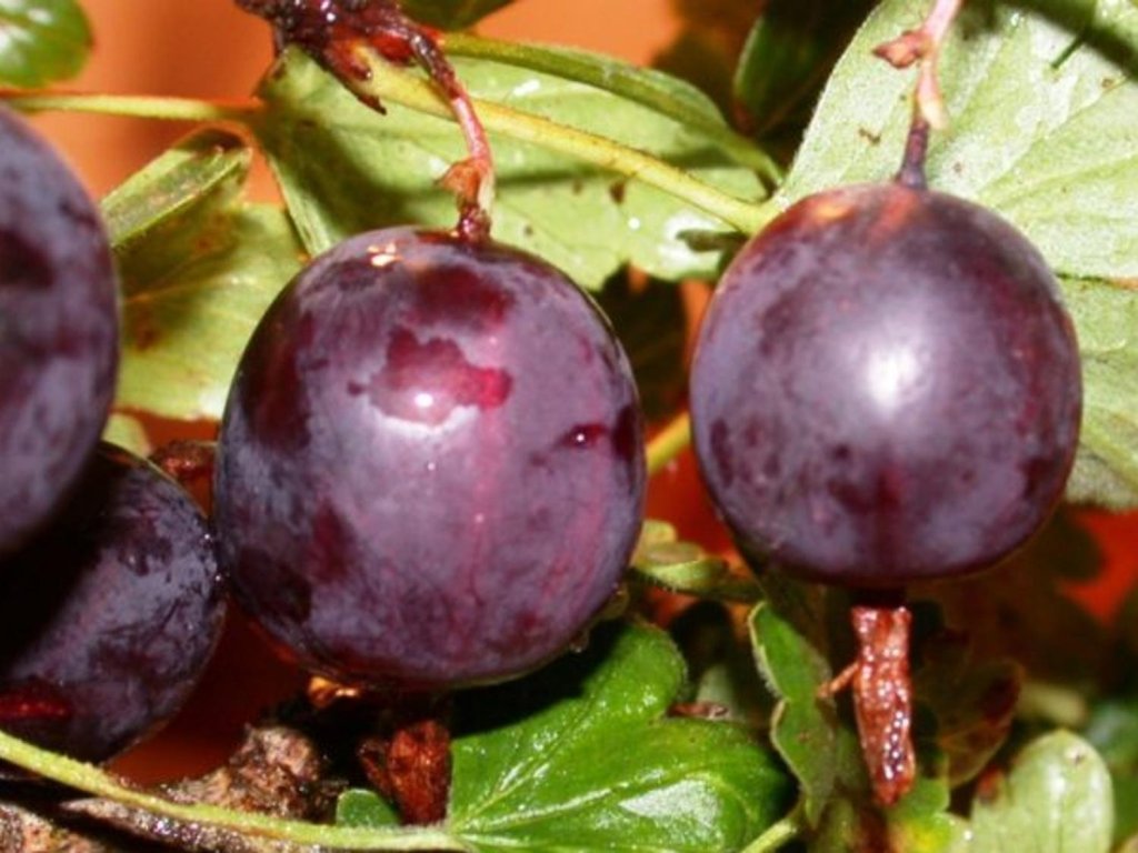 Náhled Angrešt 'Severnyj Kapitan'