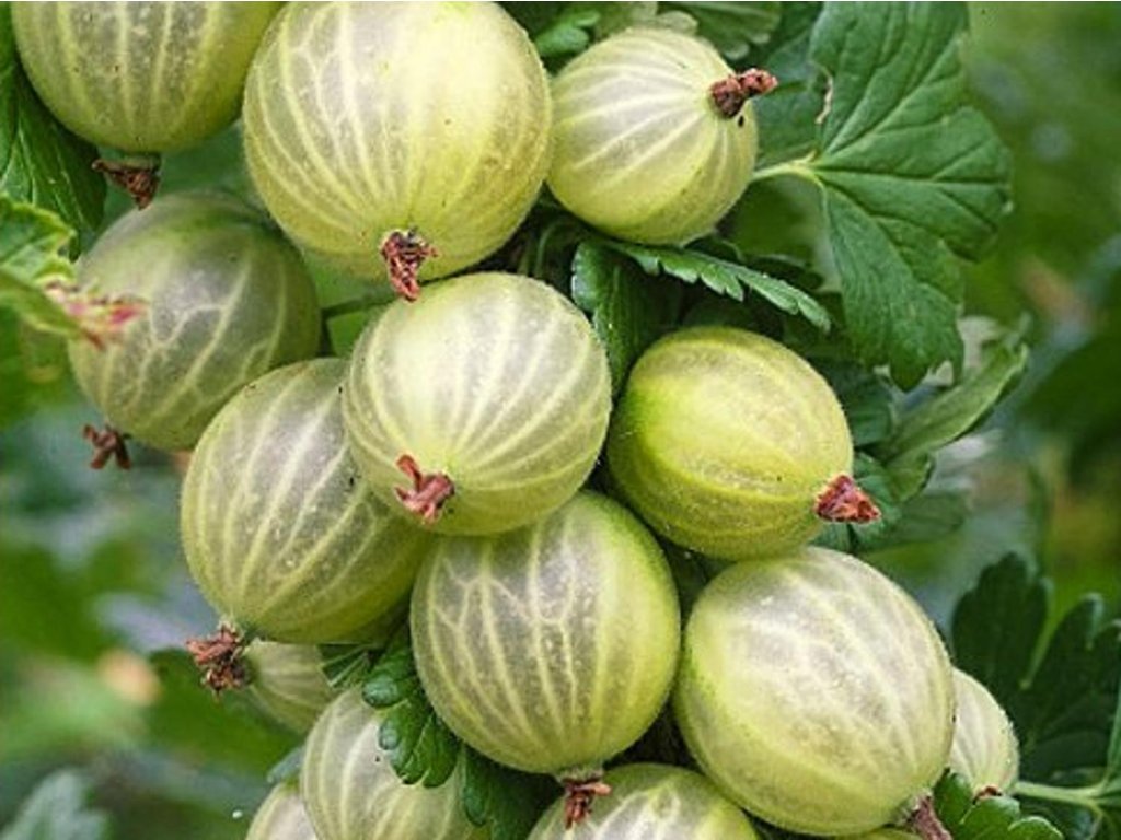 Náhled Angrešt 'White Smith'