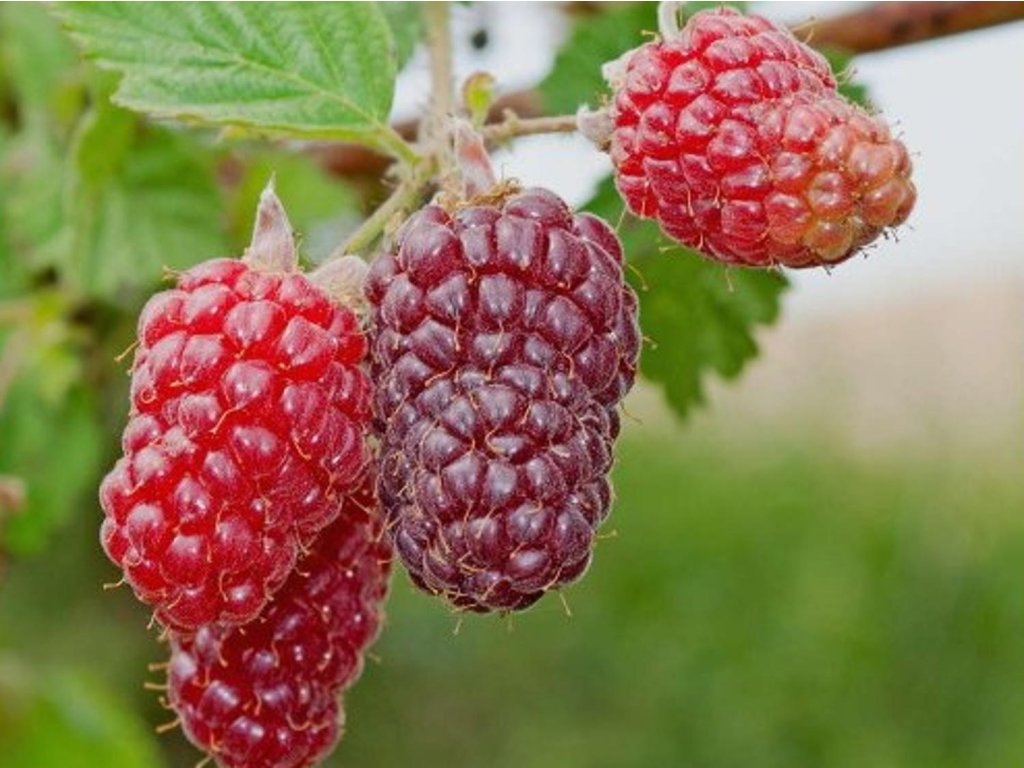 Náhled Malinoostružina 'Tayberry Buckingham'