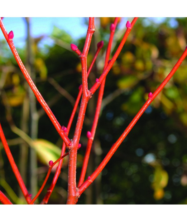Náhled Lípa srdčitá 'Winter Orange'
