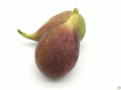 Náhled Fíkovník 'Peretta'