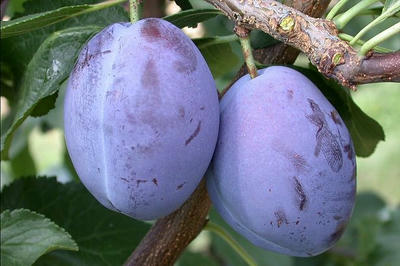 Náhled Švestka 'President'