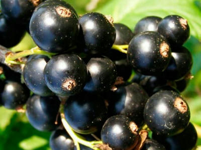 Náhled Rybíz 'Titania'