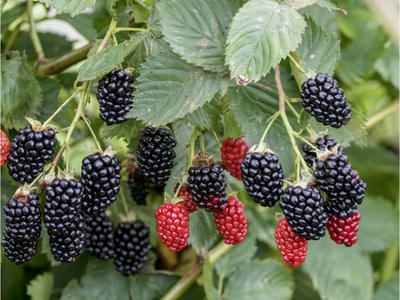 Náhled Ostružiník 'Maryna'