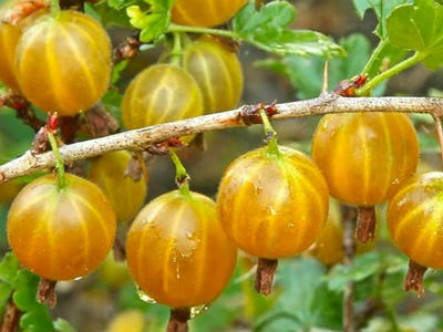 Náhled Angrešt 'Hinnonmaki Gelb'