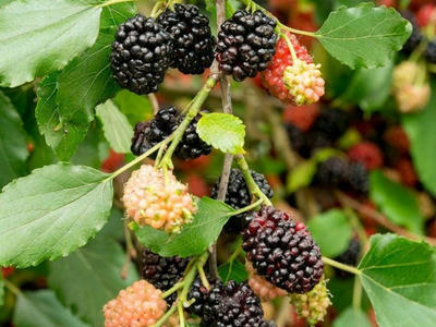 Náhled Moruše 'Mojo Berry'