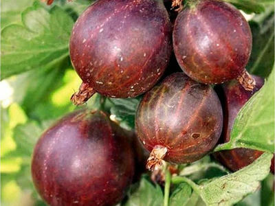 Náhled Angrešt 'Captivator'