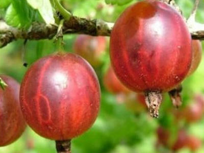 Náhled Angrešt 'Krasnoslavjanskij'