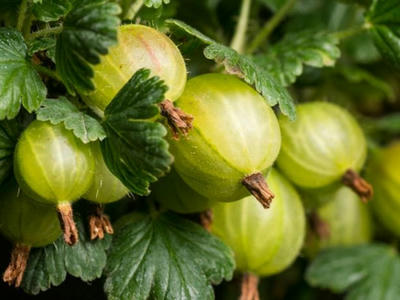 Náhled Angrešt 'Invicta'